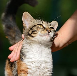 Owner Petting Cat