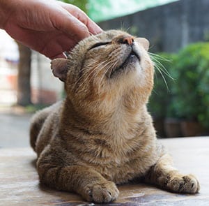 Person petting their cat's head