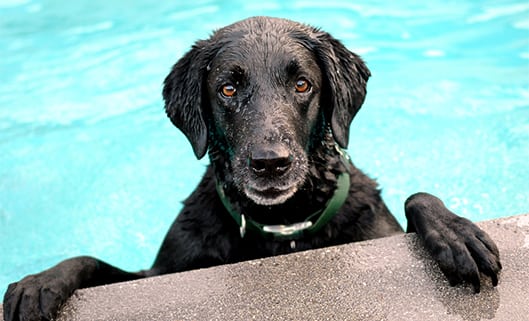 Black labrador in a pool: Summer Pet Safety in Zion