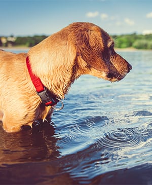 Small yellow dog in the water: Pet Summer Safety in Zion
