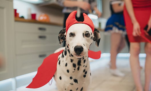 Halloween Pet Safety in Zion: A Dog Dressed Up as a Devil at a Halloween Party