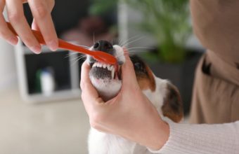 3 Tips for Brushing Your Dog’s Teeth in Zion, IL