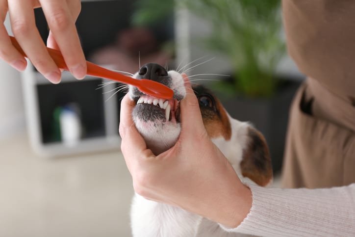 Dog Teeth Cleaning in Zion, IL