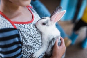 Pet Rabbit in Zion, IL