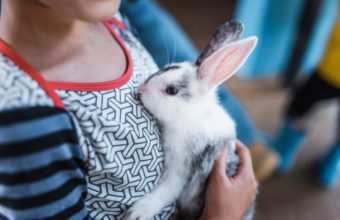 What to Expect When Getting a Pet Rabbit in Zion, IL
