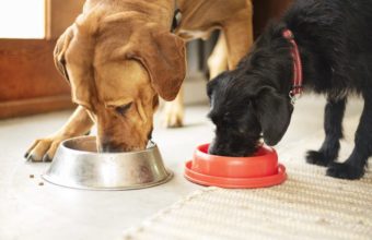 How to Choose the Best Dog Food for My Pet in Zion, IL