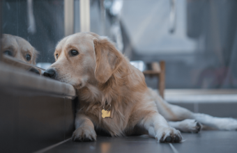 11 Signs Your Dog is in Pain in Zion, IL and How to Help Them