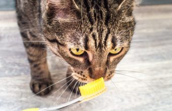 Why You Should Brush Your Cat’s Teeth in Zion, IL