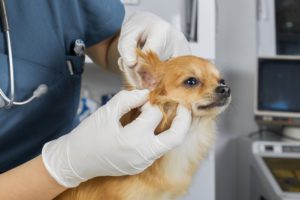 dog at veterinarian being checked for an ear obstructions