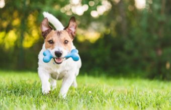 5 Dog Parks in Zion, IL to Visit With Your Pet