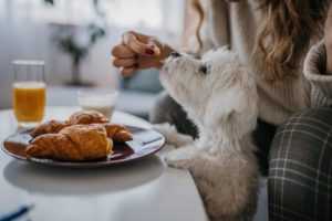 Toxic Foods for Dogs in Zion, IL