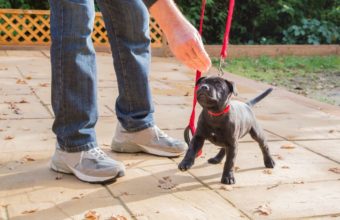 4 Tips for Puppy Training in Zion, IL