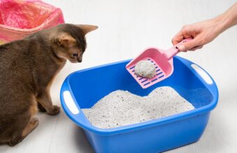6 Tips for Cleaning Your Cat’s Litterbox in Zion, IL
