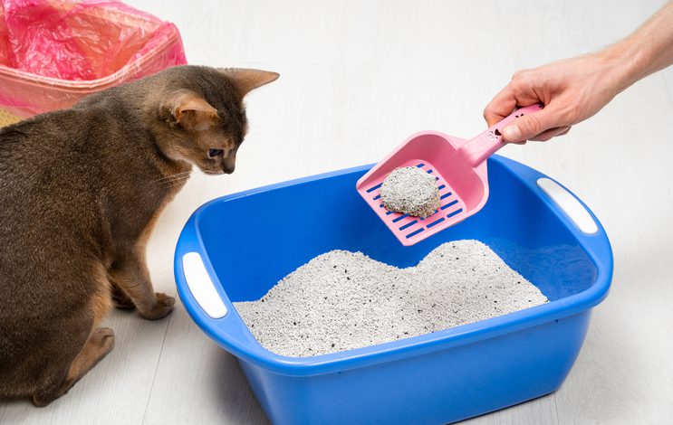 how to clean a litterbox in zion, il