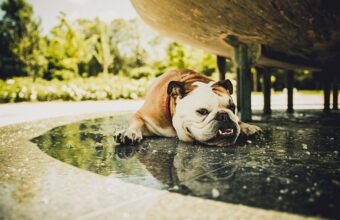 Survival Guide: Preventing Heatstroke in Dogs in Zion, IL
