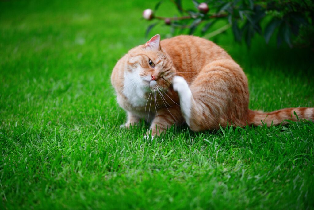 orange and white cat sitting on the grass and scratching behind their left ear