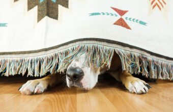 Dog Anxiety: Signs to Watch for and How to Help Your Pet