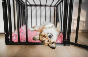 7 Tips for Crate Training Your Dog