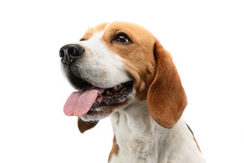 beagle-dog-panting