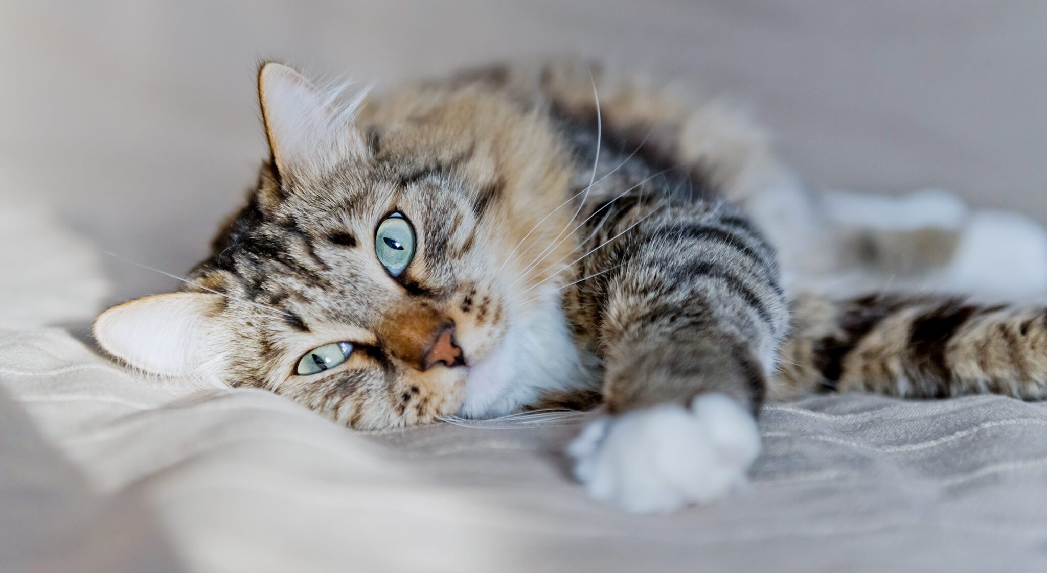 fuzzy cat with blue eyes laying on bed