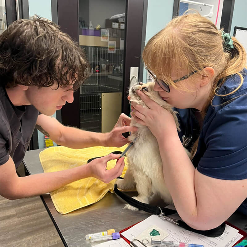 two techs giving dog an injection