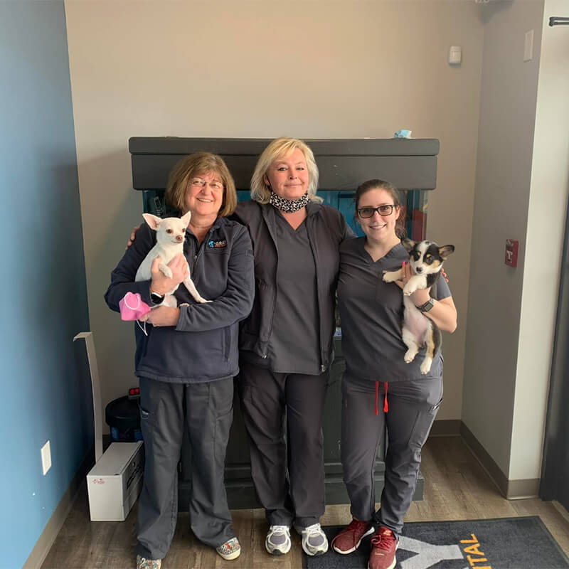 three veterinary staff holding dogs