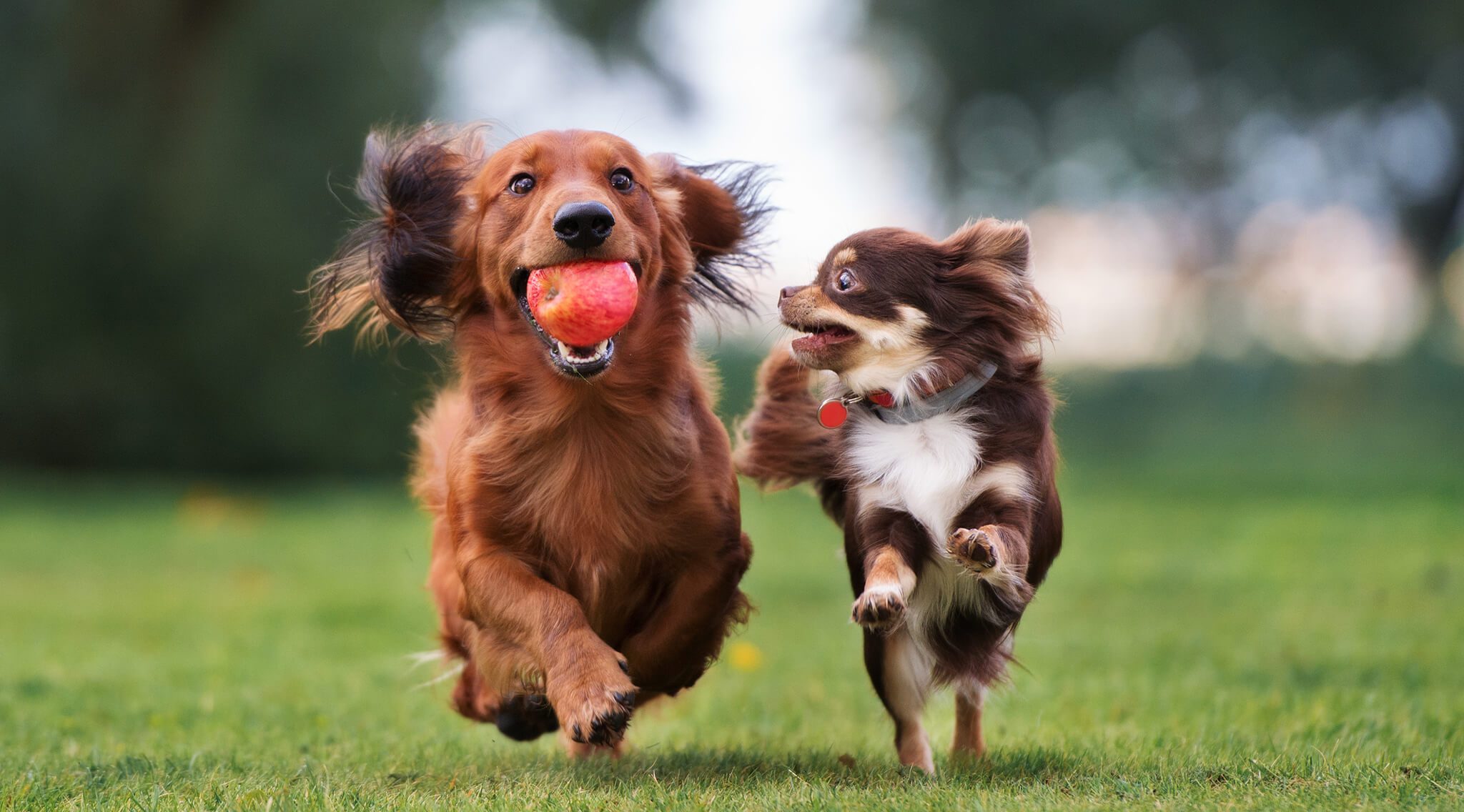two brown dogs running in field together