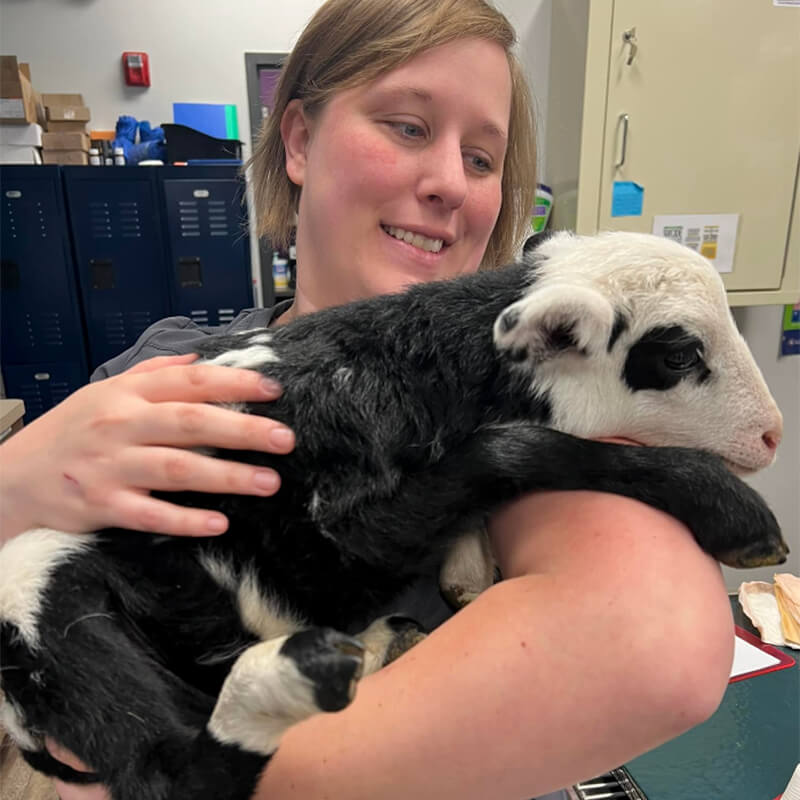 female vet holding a baby cow