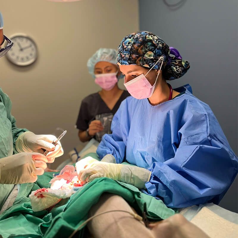 vets and techs performing veterinary surgery