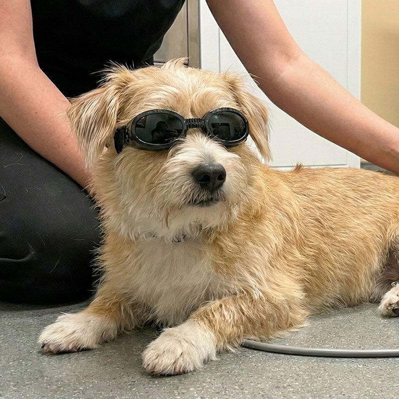 small dog wearing laser therapy goggles