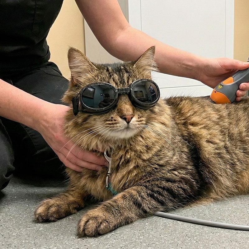 tabby cat undergoing laser therapy treatment