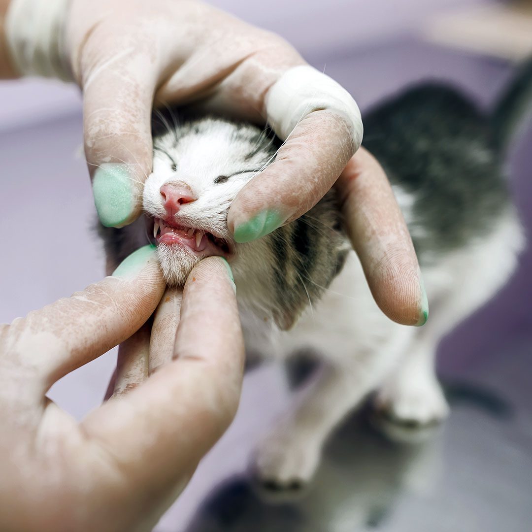 veterinarian looking at cat's teeth