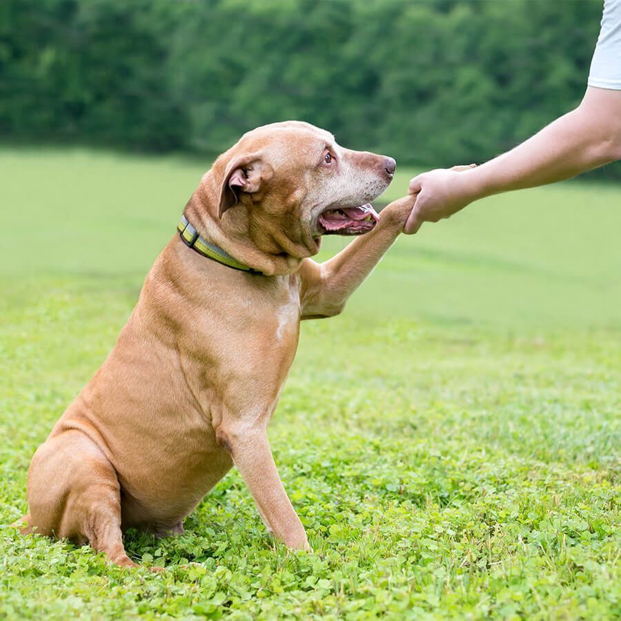 brown dog shaking owners hand while sitting in field